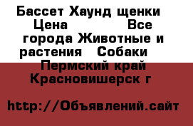 Бассет Хаунд щенки › Цена ­ 20 000 - Все города Животные и растения » Собаки   . Пермский край,Красновишерск г.